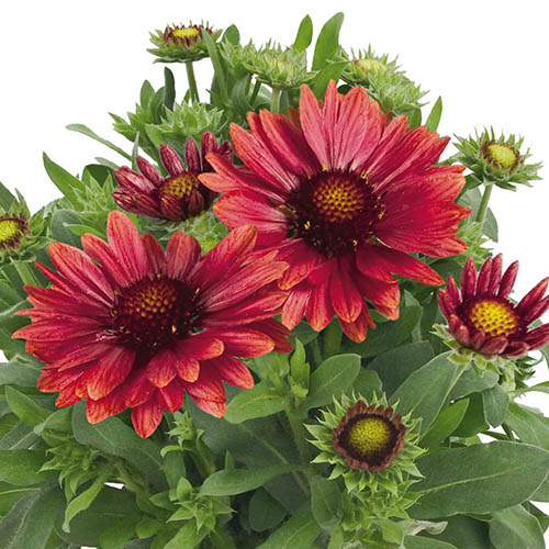 Gaillardia x grandiflora Arizona Red Shades