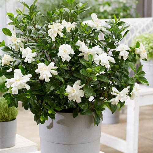 Gardenia Jasminoides Double Diamonds