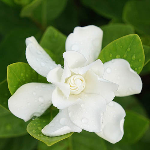 Gardenia jasminoides Grandenia