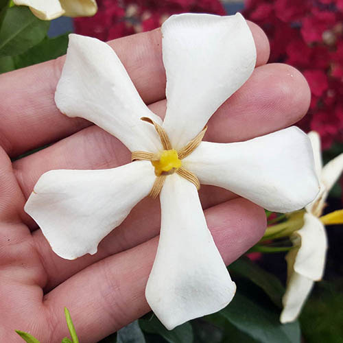 Gardenia jasminoides Pinwheel in a 9cm pot