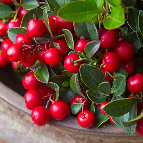 Gaultheria Big Berry