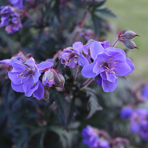 Geranium (Hardy) Storm Cloud