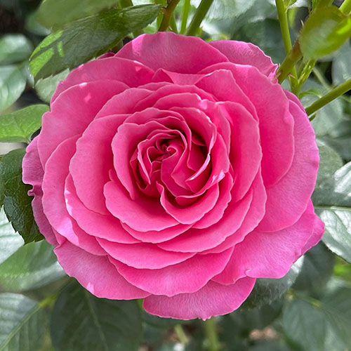 Gift Rose Mum in a Million