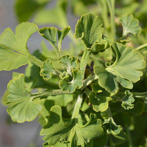 Gingko biloba - Maidenhair Tree