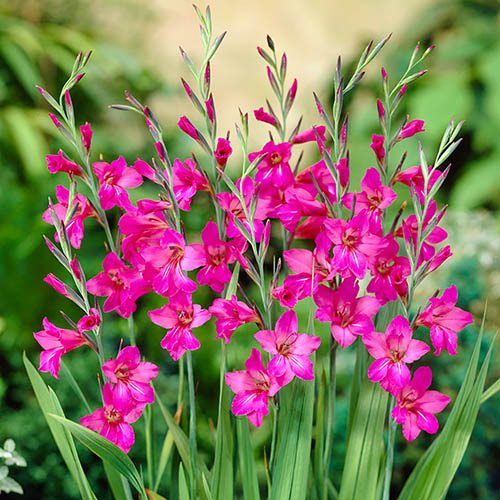 Gladiolus Byzantinus