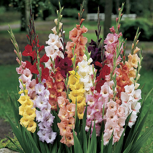 Glamorous Gladioli