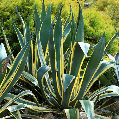 Hardy Agave americana 3L pot