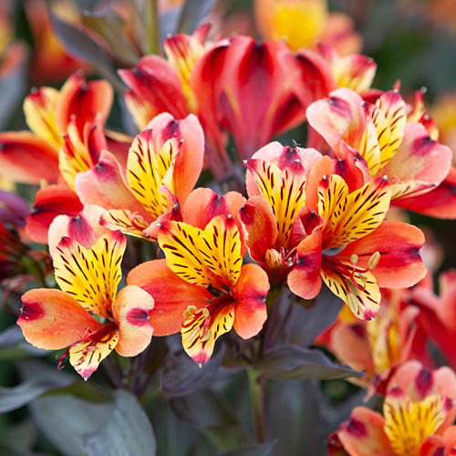 Hardy Alstroemeria Indian Summer