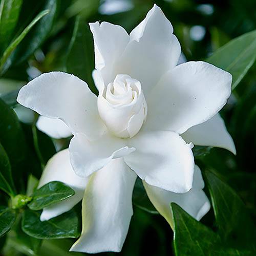 Hardy Gardenia jasminoides Celestial Star