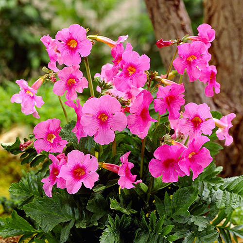 Hardy Gloxinia Incarvillea delavayi