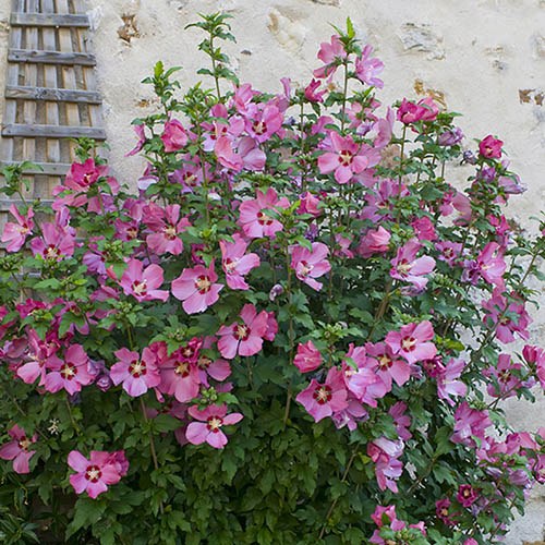 Hardy Hibiscus Collection - 3 varieties