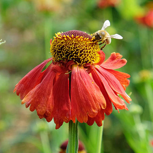 Helenium Moerheim Beauty