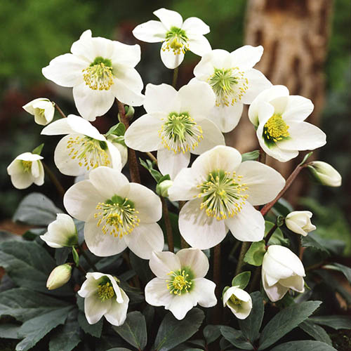 Helleborus niger - Christmas Rose