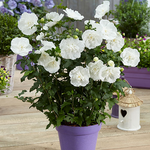 Hibiscus Syriacus White Chiffon