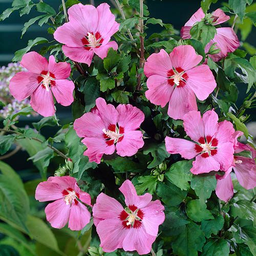 Hibiscus Walbertons Rose Moon Standard