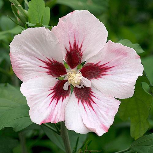 Hibiscus syriacus Hamabo