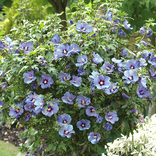 Hibiscus syriacus Marina