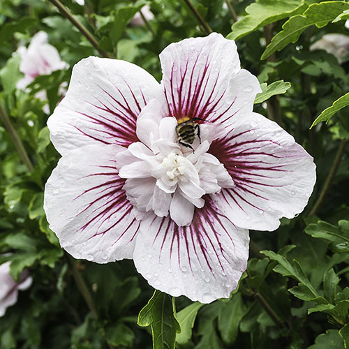 Hibiscus syriacus Starburst Chiffon