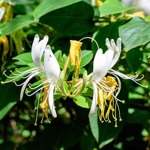 Honeysuckle Lonicera Honey Baby