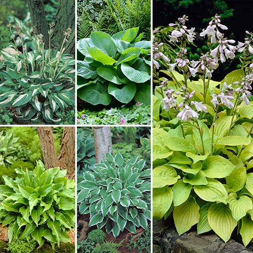 Hosta Collection