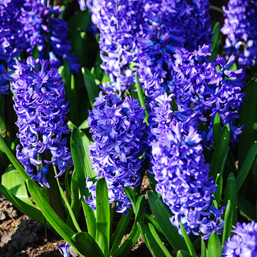 Hyacinth Blue