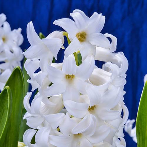 Hyacinth White