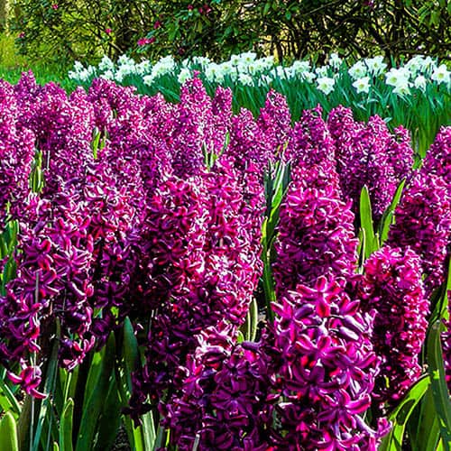 Hyacinth Woodstock