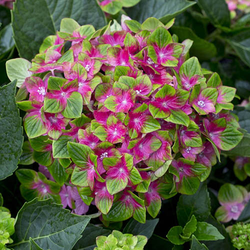 Hydrangea Glam Rock