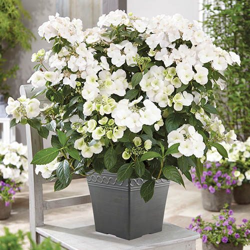 Hydrangea Runaway Bride