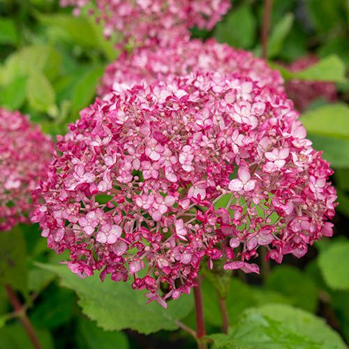 Hydrangea arborescens Sweet Annabelle