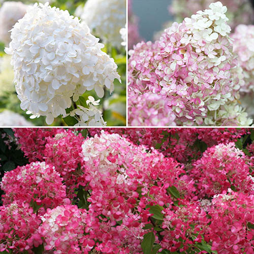 Hydrangea paniculata Collection