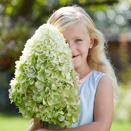 Hydrangea paniculata Hercules