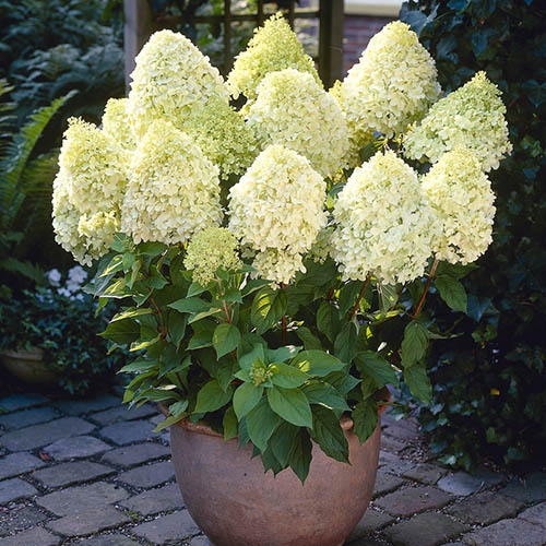 Hydrangea paniculata Limelight