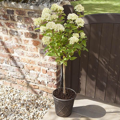 Hydrangea paniculata Little Lime standard