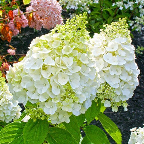 Hydrangea paniculata Magical Mont Blanc