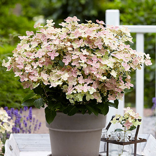 Hydrangea paniculata Polestar (R)