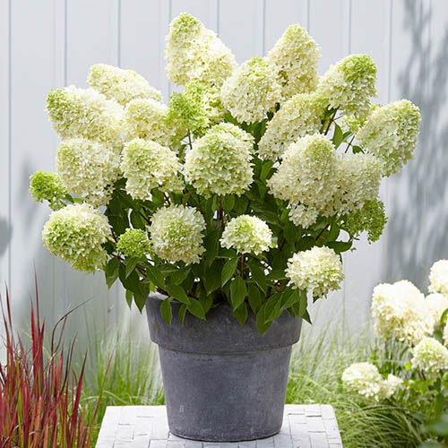 Hydrangea paniculata Skyfall