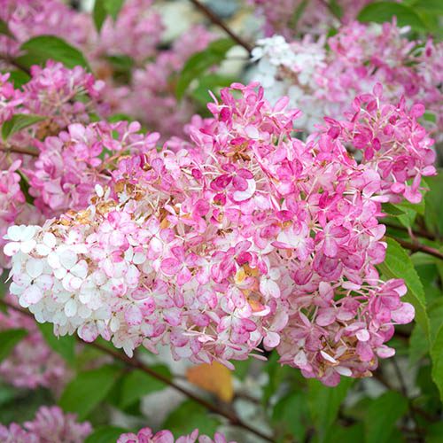 Hydrangea paniculata Vanille Fraise