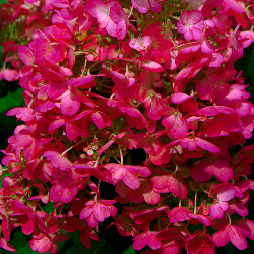 Hydrangea paniculata Wims Red