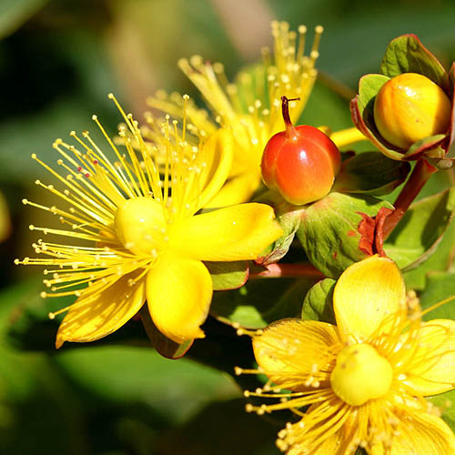 Hypericum Magical Innocence