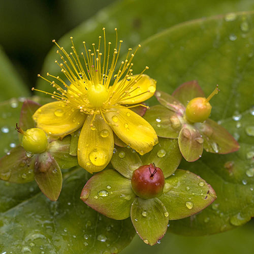 Hypericum Miracle Attraction