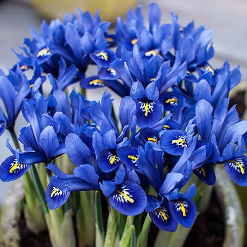 Iris reticulata Blue - Miniature