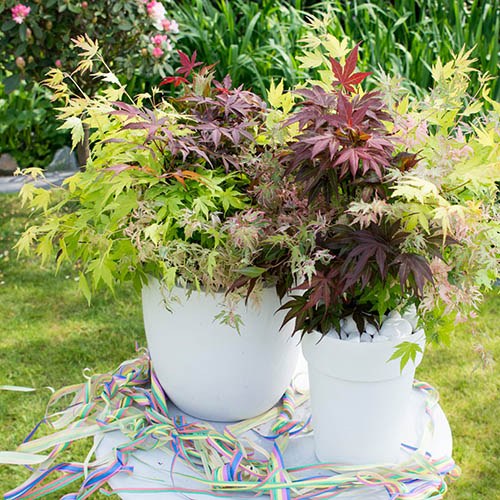 Japanese Acer palmatum 'Festival' Mix