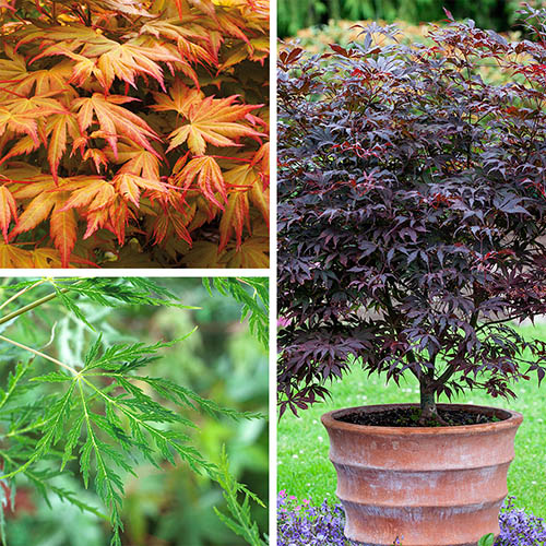 Japanese Maple Acer Collection