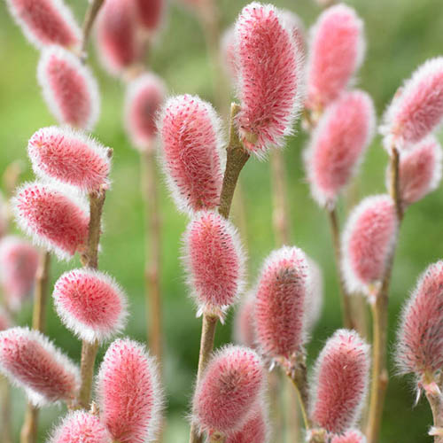 Japanese Pink Pussy Willow, Salix gracilistyla Mount Aso in a 3L Pot