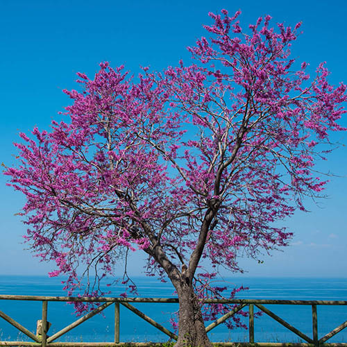 Judas Tree Cercis siliquastrum 9cm x 3