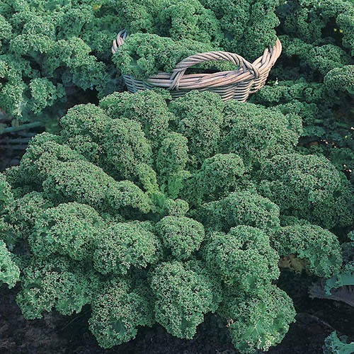 Kale Dwarf Green Curled Seeds