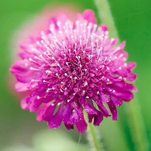 Knautia macedonica Melton Pastels