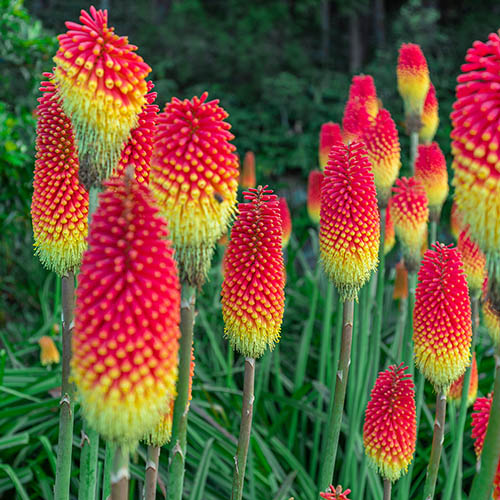 Kniphofia Flamenco Red Hot Poker