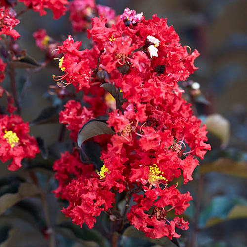 Lagerstroemia indica Crimson Red Black Diamond